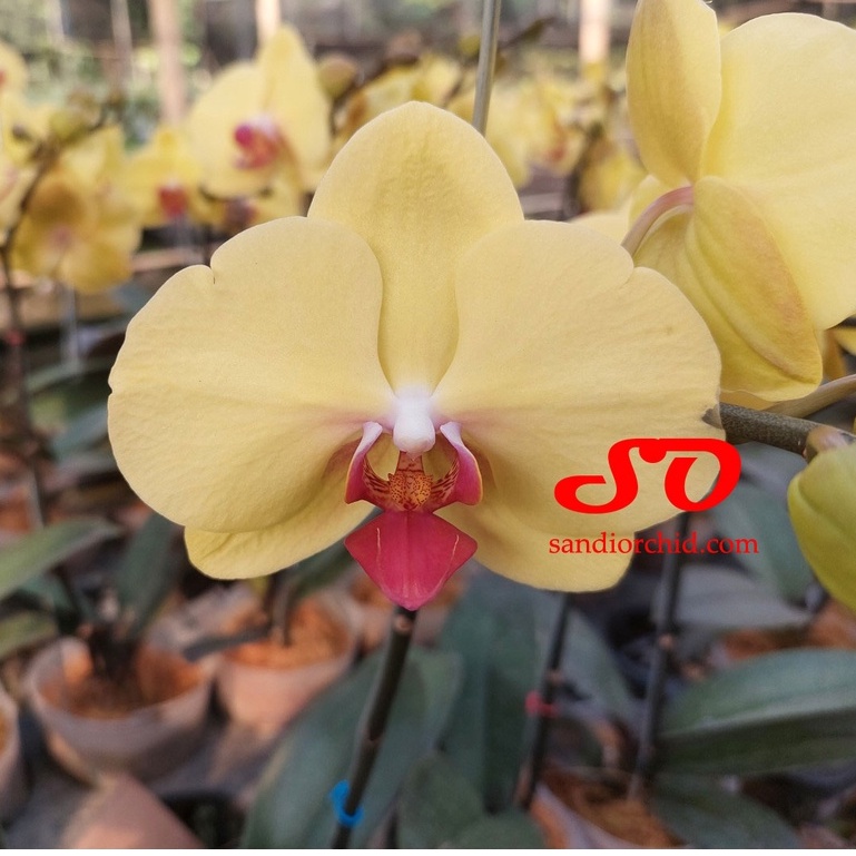 Anggrek Bulan Mini Kuning Lidah Merah