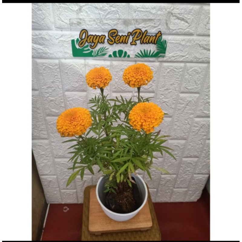 TANAMAN HIAS BUNGA MARIGOLD + POT PUTIH