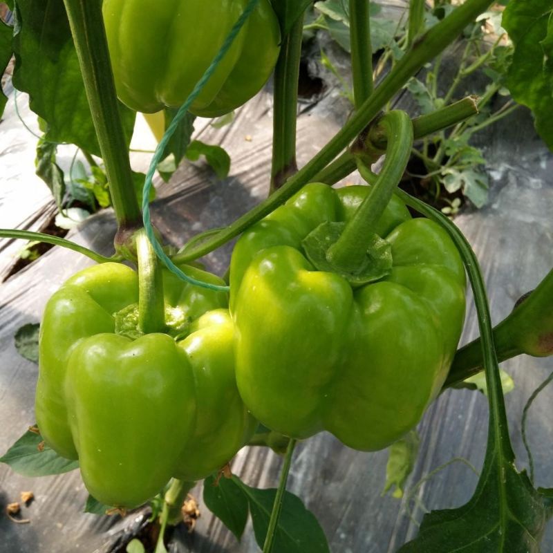 4 Benih Paprika Hijau F1 Hibrida Super Beauty Bell Sayuran Unggul Known You Seed Bibit