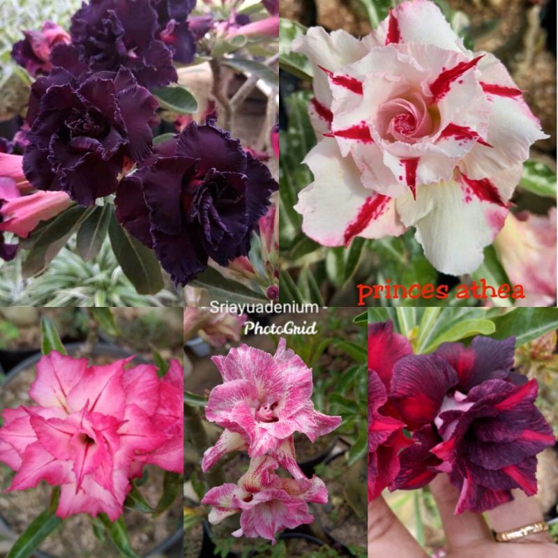 Adenium tumpuk size B