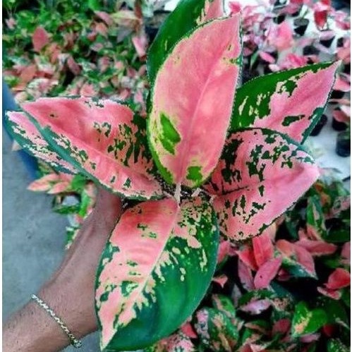 Aglonema Kochin Paramruai Tanlok Sehat/tani lokal/aglonema lokal cantik/aglo merah murah/khocin para