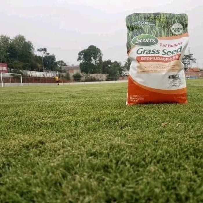 Biji rumput jepang - Benih Rumput jepang -Bibit rumput jepang