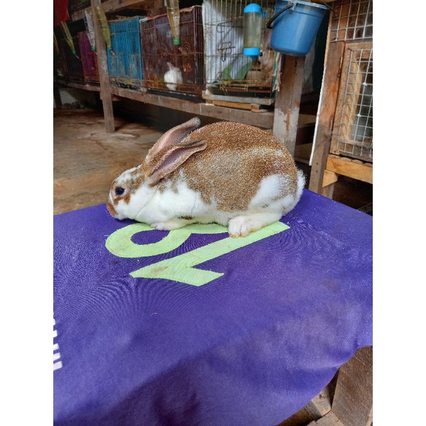 Kelinci Rex bulu karpet anakan jantan (7).