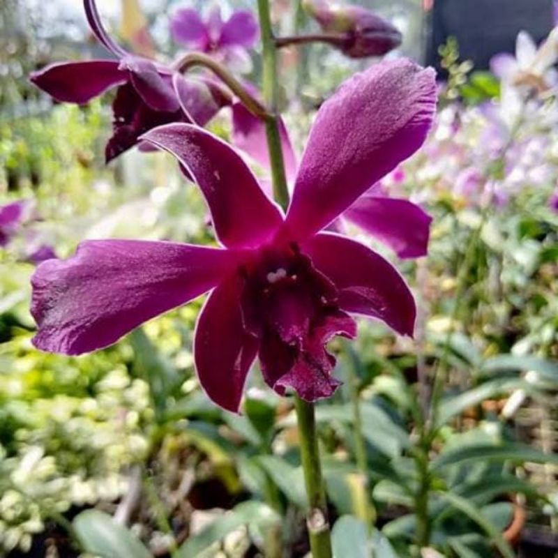 Anggrek Dendrobium Caesar Red