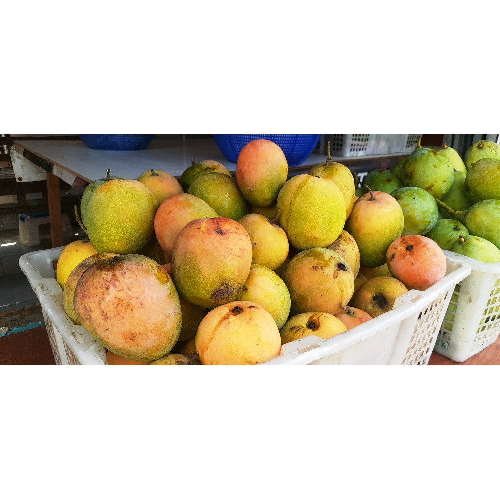 

MANGGA GEDONG GINCU ( MANGGA INDRAMAYU)