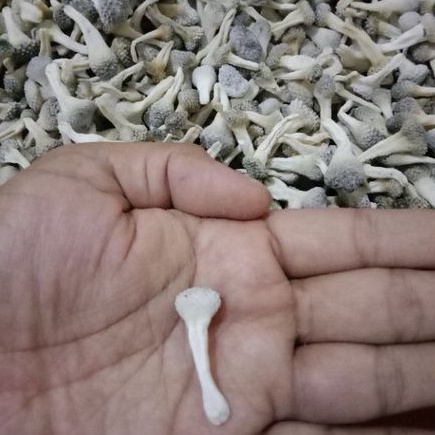 Empot Mpot Putih Mpot Ayam Utuh Bersih Untuk Kewanitaan