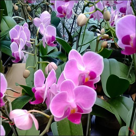 Anggrek Bulan Mini Knop Bunga