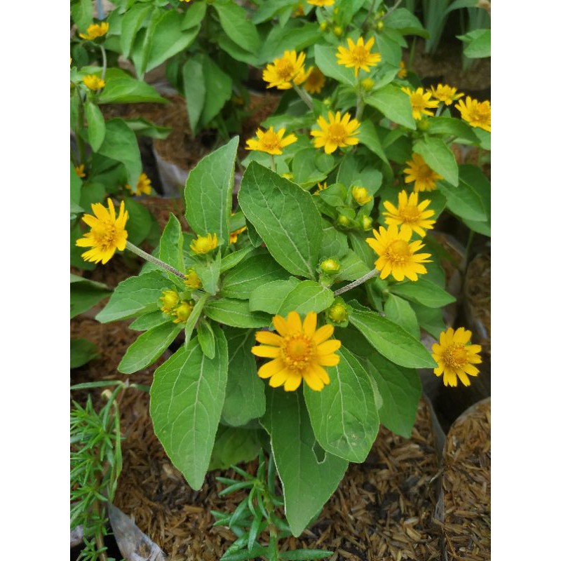 Tanaman Hias Hidup Bunga Matahari Mini Shopee Indonesia