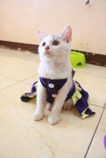 Dress lucu ungu kuning untuk kucing dan anjing / baju kucing murah size S M L XL