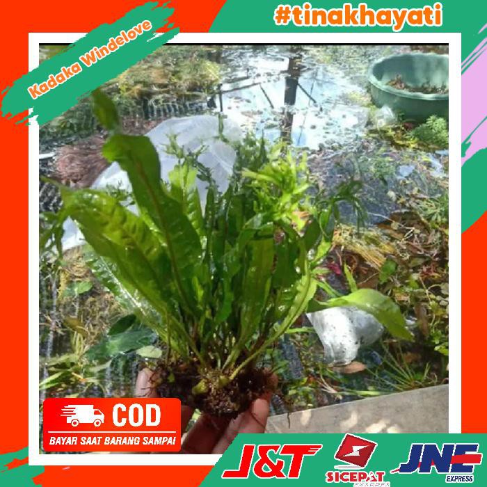 windelove tanaman aquarium aksesoris hiasan aquascape hidup