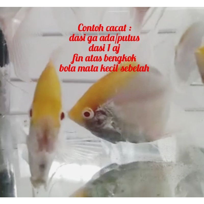 Sepasang Angelfish Manfish Red Cap Albino cocok utk breeding cacat dikit tapi cocok untuk indukan. C