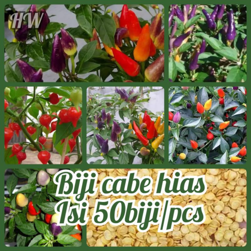 Benih Cabe hias