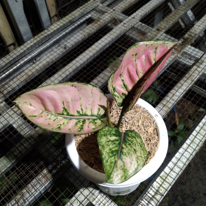 Aglaonema Ruby Fanta pesanan kak Nafas Aglaonema