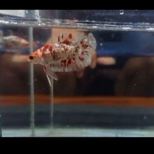 RED KOI COOPER BAHANAN IRONMAN RAYMOND