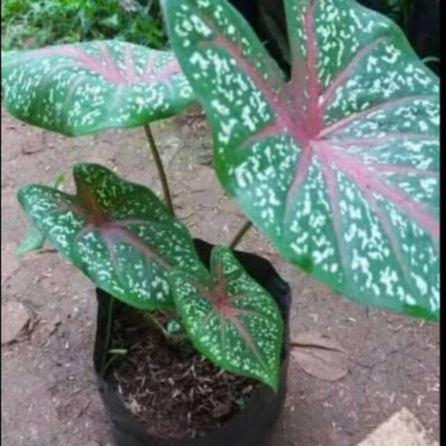 TANAMAN HIAS KELADI MERAH Shopee Indonesia TANAMAN HIAS KELADI MERAH Shopee Indonesia