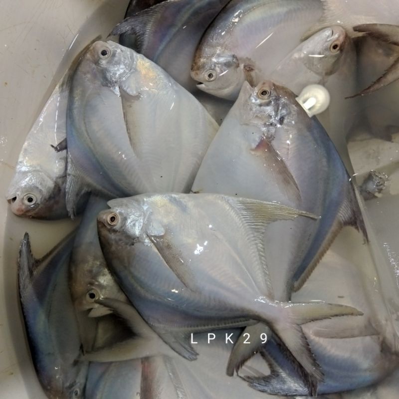 

Ikan Bawal Putih Segar 1Kg Isi 2/5 Ekor Harian Bergaransi