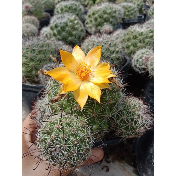 kaktus kail pancing ukuran medium/ kaktus ownroot/kaktus pasaman/kaktus murah/kaktus hias