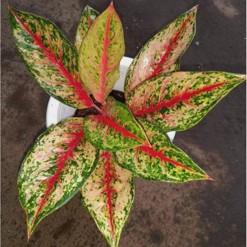 Aglonema Sweet Dream Tanaman Aglonema Aglaonema Sweet Dream Hidup Bunga Aglonema Tanaman Aglonema Mu