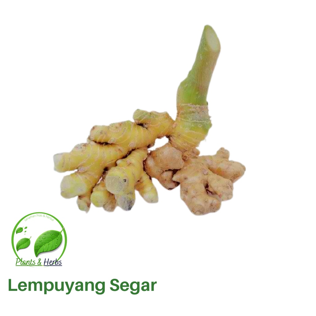 

1KG Lempuyang Segar - Herbal Organik