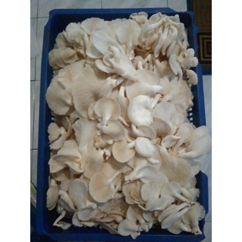 

jamur tiram putih