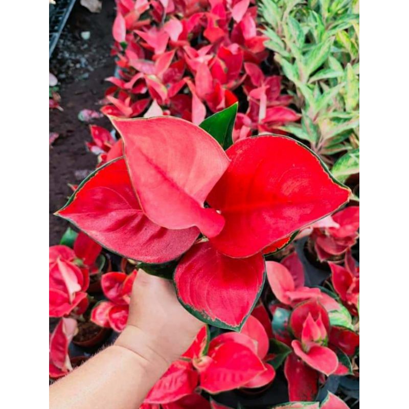 Suksom Spesial INDUK