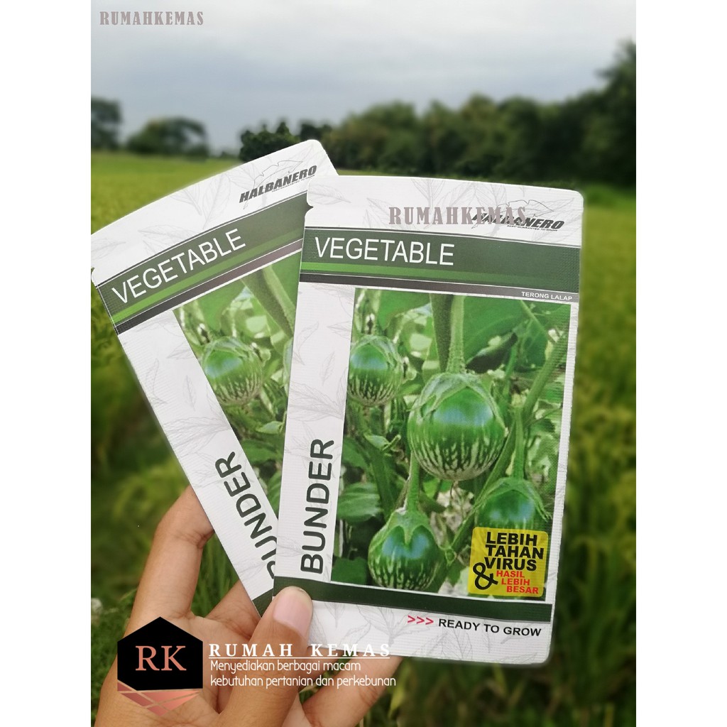 Benih Sayur Terong Lalap / Pokak BUNDER isi 10 Gram Halbanero Vegetable