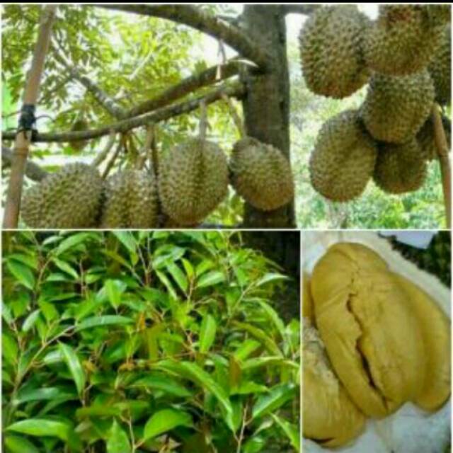 Bibit Tanaman Durian Monthong Okulasi Bibit Durian Montong Bibit Duren