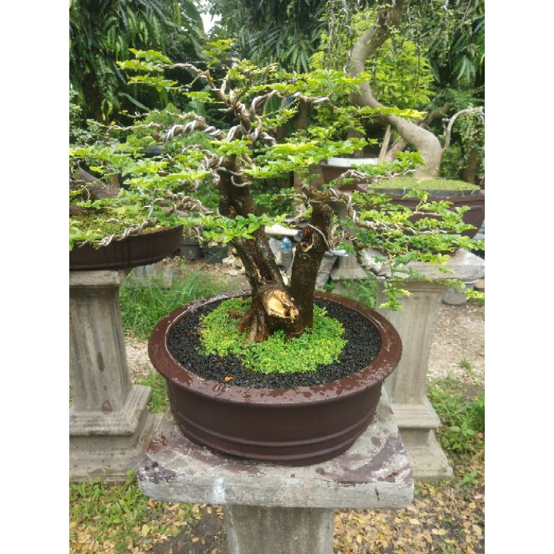 Jual Bonsai Jeruk Kingkit Shopee Indonesia