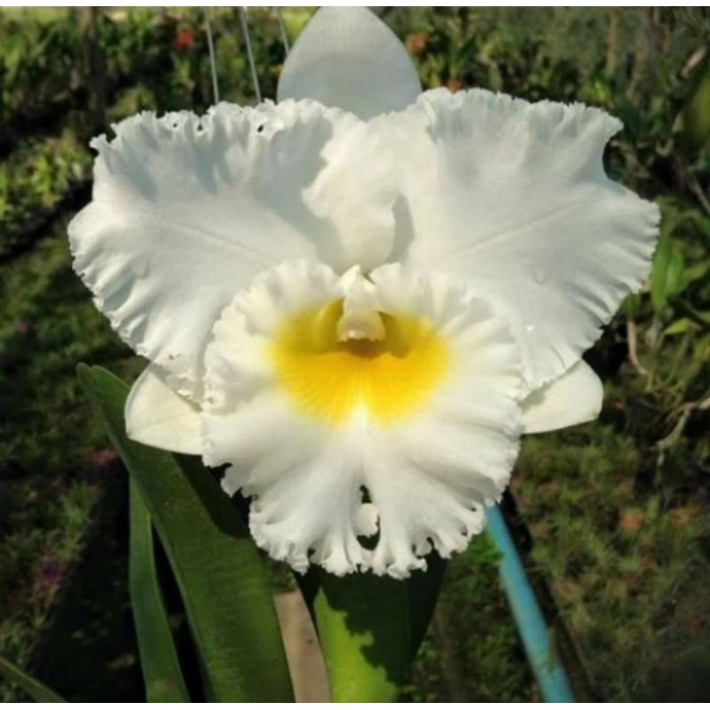 Pohon Anggrek Cattleya Dewasa Bunga Putih Siap Spike
