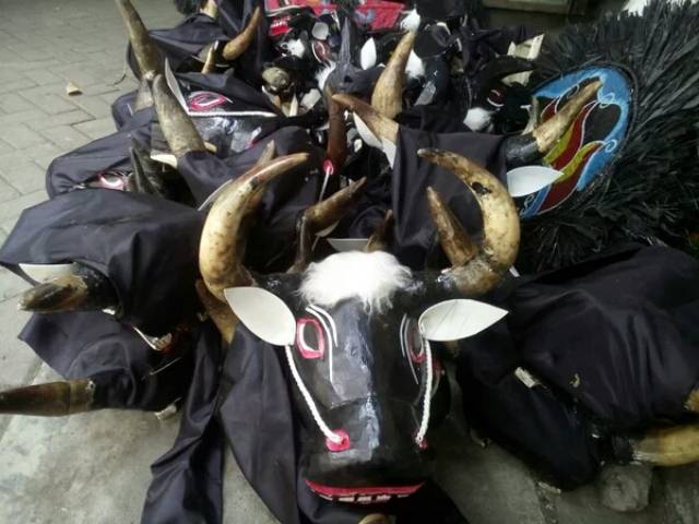 Bantengan jumbo tanduk asli.