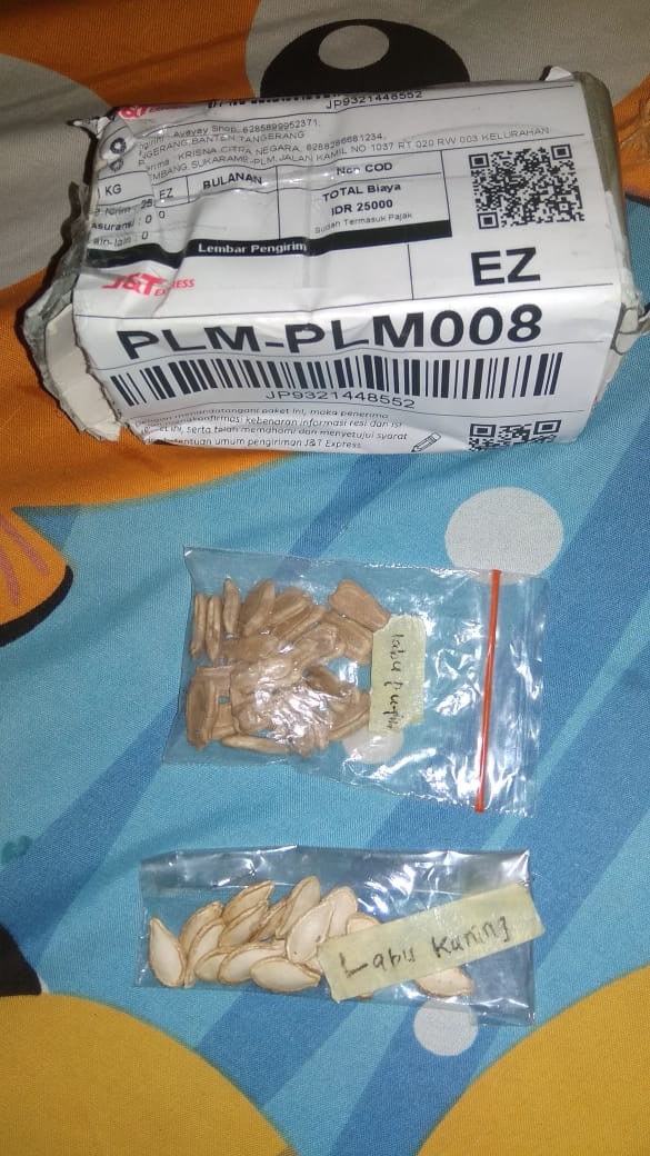 Biji Benih Labu Kuning Unggul / Bibit Labu Kuning Termurah Minimal Pembelian 10 Biji