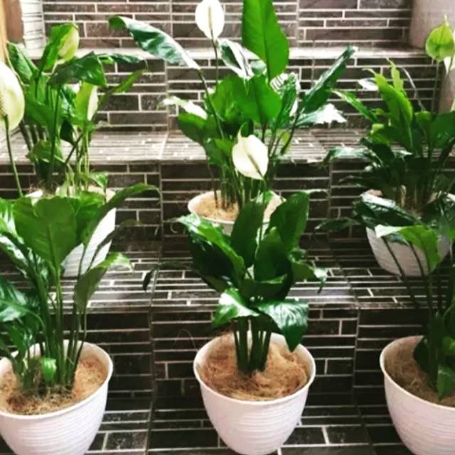 Peace lily, sudah berbunga..
