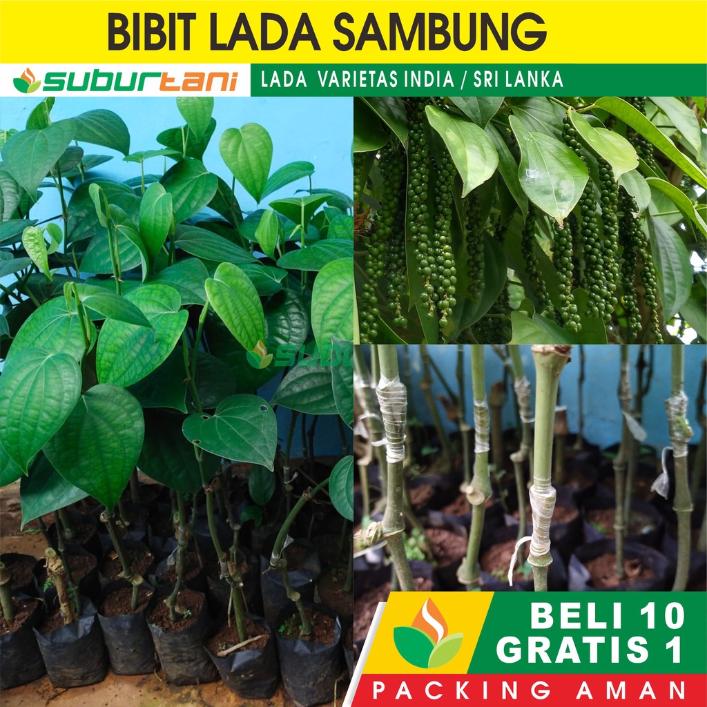 Bibit Lada Sambung Varietas India