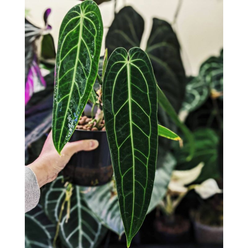 tanaman hias bibit philodendron warocqueanum - bonggol lidah gajah