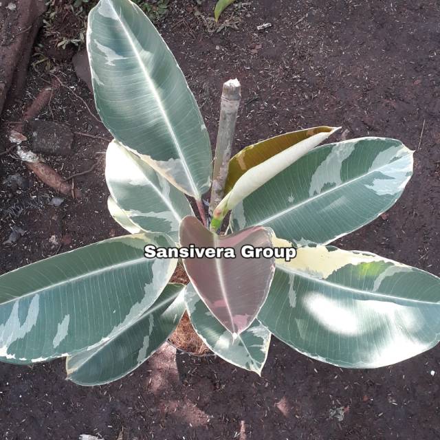 Tanaman Ficus elastica Variegata Karet kebo Varigata Tanaman Ficus elastica Variegata Karet kebo Varigata