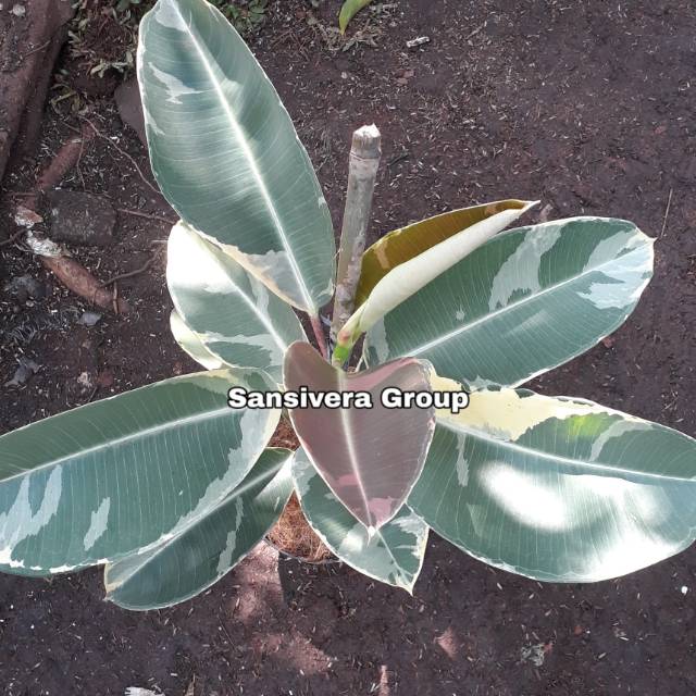  Tanaman  Ficus elastica Variegata  Karet  kebo  Varigata  