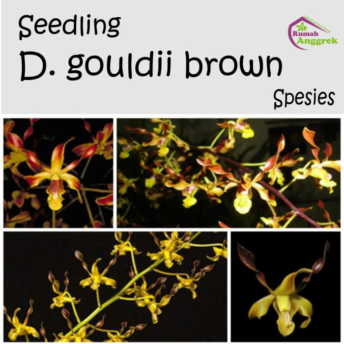 PROMO Seedling Dendrobium Gouldii Brown dendro spesies coklat keriting