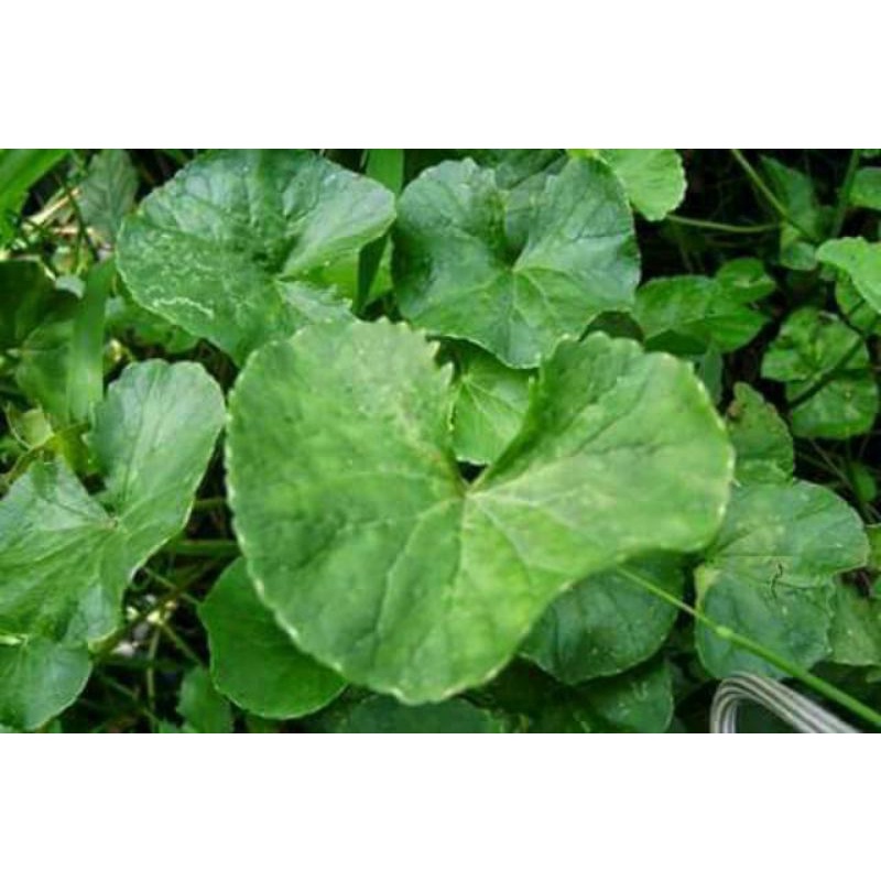 

Daun Pegagan Segar Baru Dipetik Neto 500Gram