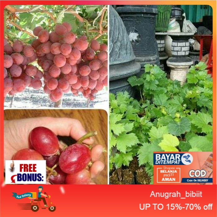 bibit buah anggur merah unggul