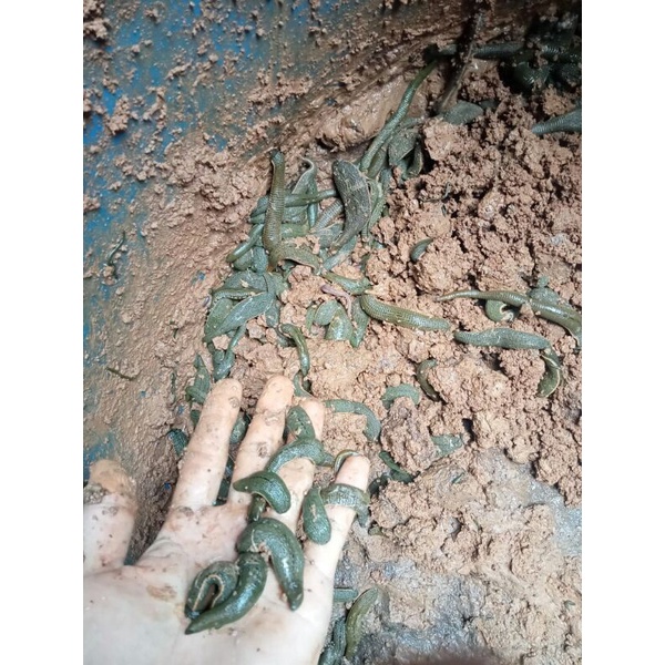 lintah terapi size sedang