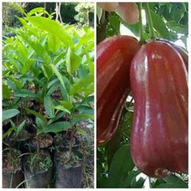 Bibit jambu madu merah