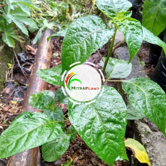 Bibit Tanaman Cabai Pelangi Bibit Tanaman Cabe Pelangi Buah Cabe Pelangi Buah Cabai Pelangi