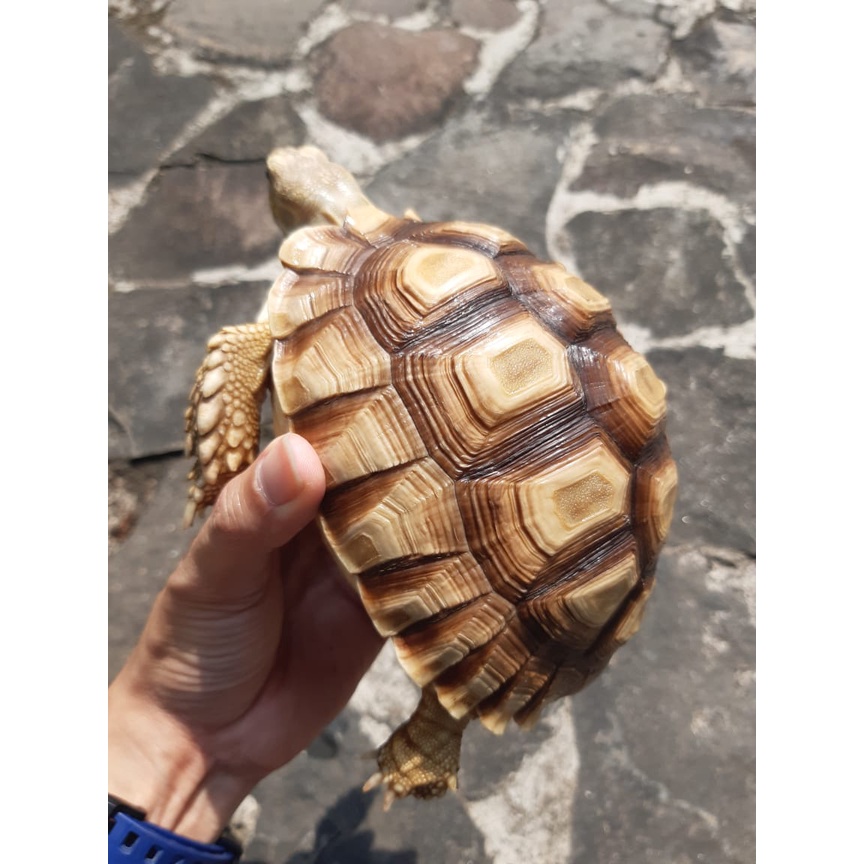 laristerus79 Ket sulcata 16cm boleh datang liat  DI JAMIN SUPER BAGUS