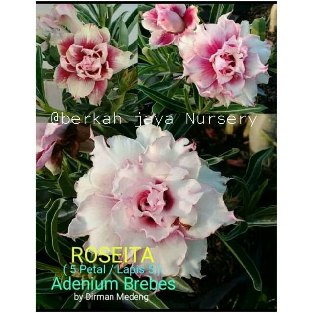 Kamboja/adenium tumpuk id terbaru