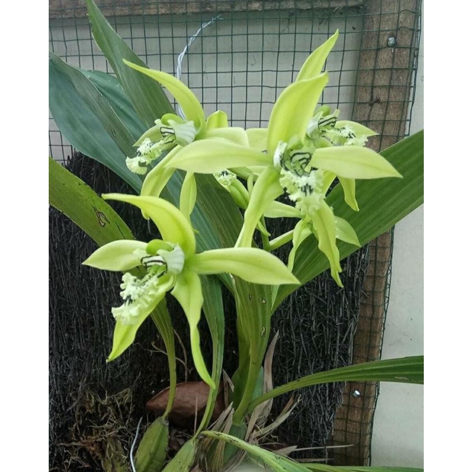 Anggrek Coelogyne Pandurata