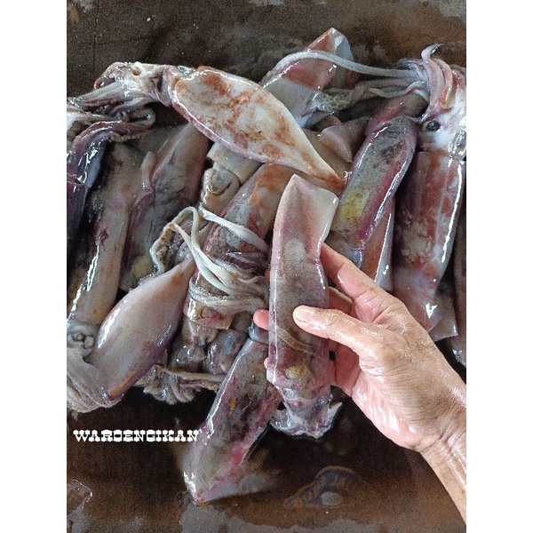 

CUMI KONDOM SEGAR SIZE 3-6/1KG