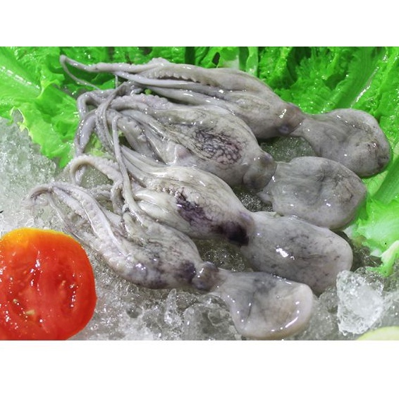 

Gurita Kecil 200gram ukuran 50/100