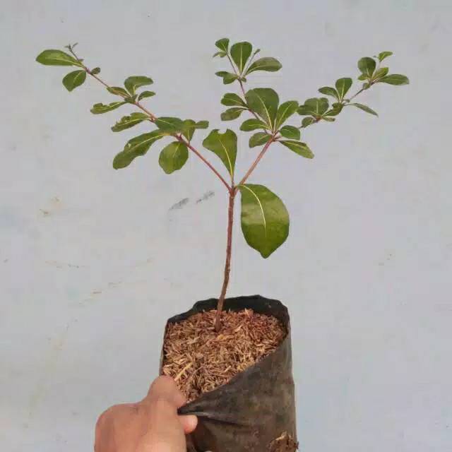 Bibit tanaman ketapang kencana  - ketapang mini