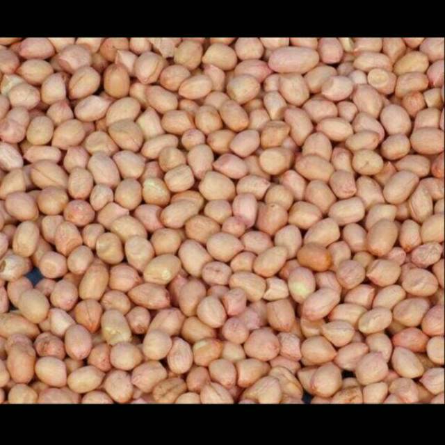 

Puri Segar Shop, KACANG TANAH KULIT 250 GRAM / 500 GRAM