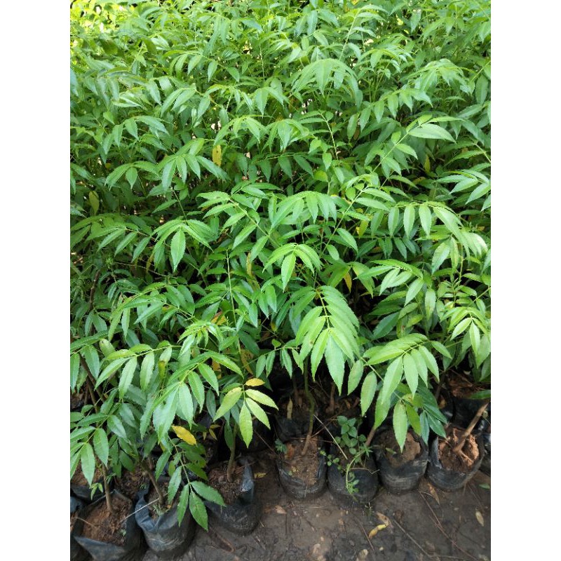 bibit buah kedondong pendek sudah berbuah